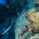 Ancient Cargo Uncovered in Turkish Waters Rewrites History of Early Trade